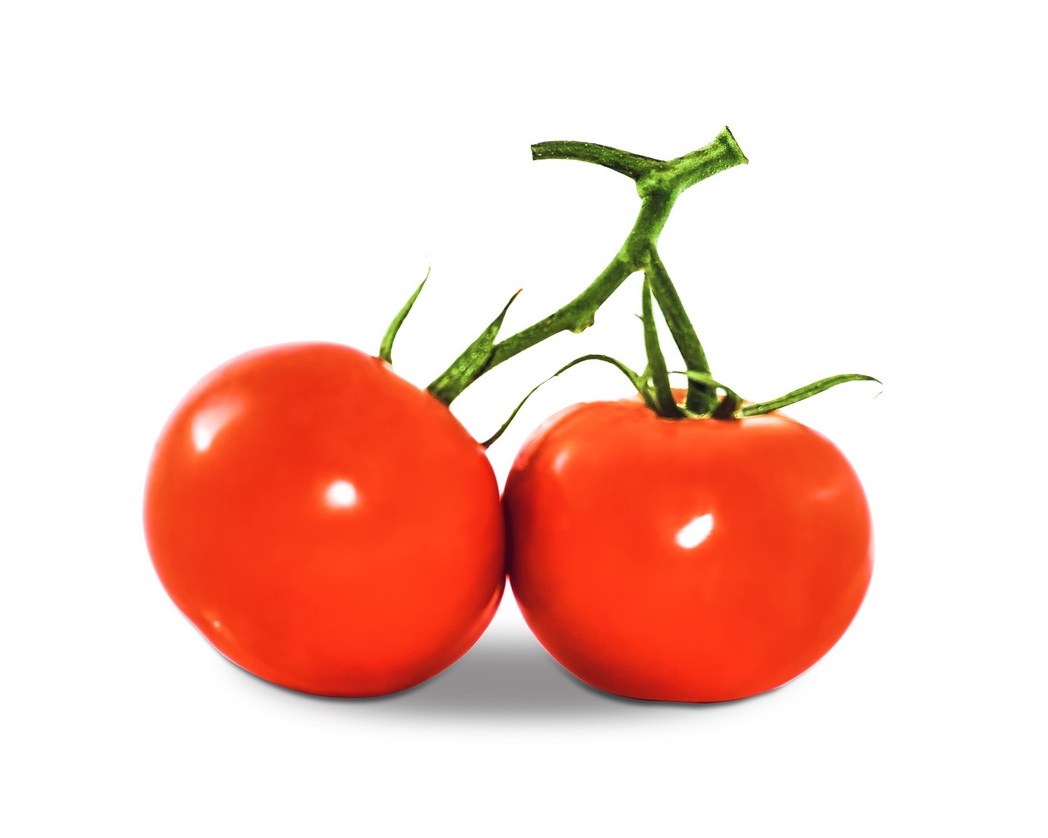 זרעי עגבניות לשתילה